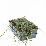 Mitchella repens