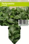 Pachysandra terminalis