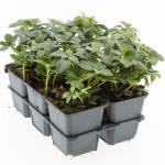Pachysandra terminalis
