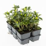 Pachysandra terminalis