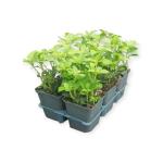 Pachysandra terminalis