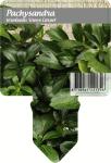 Pachysandra term. 'Green Carpet'