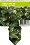 Pachysandra term. 'Green Sheen'