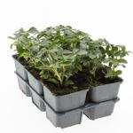 Pachysandra term. 'Green Sheen'