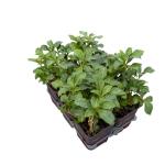 Pachysandra term. 'Green Sheen'
