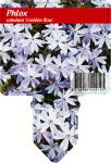 Phlox (S) 'Emerald Cushion Blue'