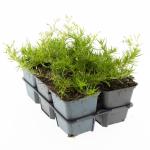 Phlox (S) 'Emerald Cushion Blue'