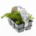 Phlox (S) 'Emerald Cushion Blue'