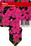 Phlox (S) 'Scarlet Flame'