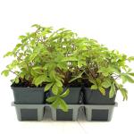 Potentilla nep. 'Ron McBeath'