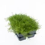 Sagina subulata