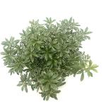 Pieris jap. 'Little Heath'