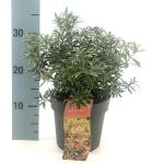 Pieris jap. 'Little Heath'