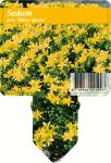 Sedum acre 'Yellow Queen'