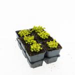 Sedum acre 'Yellow Queen'
