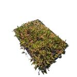 Sedum acre 'Yellow Queen'