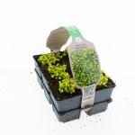 Sedum acre 'Yellow Queen'