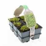 Sedum acre 'Yellow Queen'