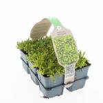 Sedum acre 'Yellow Queen'
