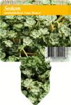 Sedum spathulifolium 'Cape Blanco'