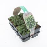 Sedum spathulifolium 'Cape Blanco'