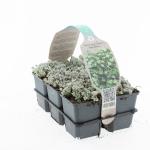 Sedum spathulifolium 'Cape Blanco'