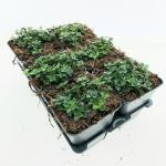 Thymus serpyllum