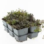 Thymus serpyllum