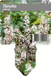Tiarella wherryi