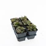 Tiarella wherryi