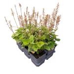 Tiarella wherryi