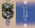 Vinca minor 'Marie'