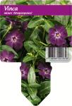 Vinca minor 'Atropurpurea'