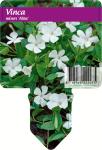Vinca minor 'Alba'