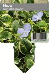 Vinca minor 'Ralph Shugert'