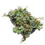 Waldsteinia ternata