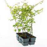 Carpinus betulus