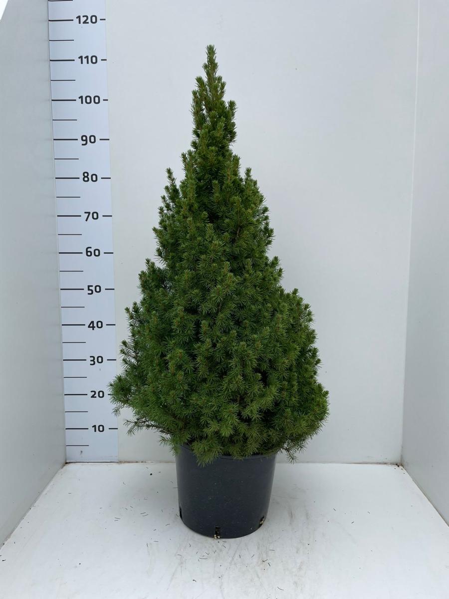 Picea gl. 'Conica'