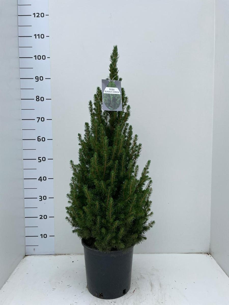 Picea gl. 'Conica'