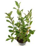 Aronia melanocarpa 'Autumn Magic'
