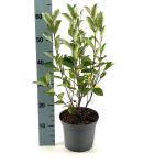 Aronia melanocarpa 'Autumn Magic'