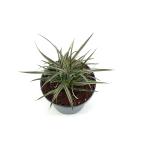 Astelia nervosa 'Westland'