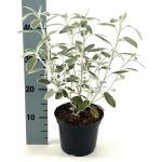 Cistus pulverulentus 'Sunset'