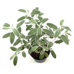 Cistus pulverulentus 'Sunset'