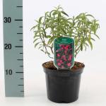 Cistus purpureus 'Betty Taudevin'