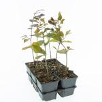 Fagus syl. 'Atropunicea'