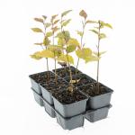 Fagus syl. 'Atropunicea'
