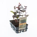 Fagus syl. 'Atropunicea'