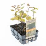 Fagus syl. 'Atropunicea'
