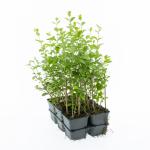 Ligustrum ovalifolium